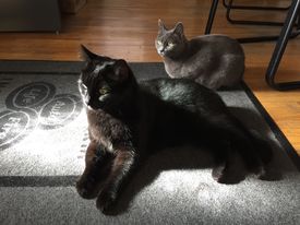 Office cats