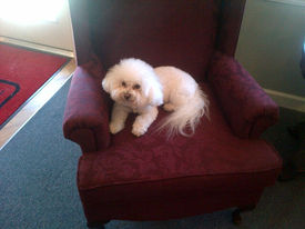 Bijou at work